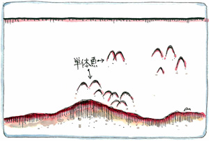 単体魚と魚群の映像1