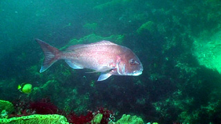 潜水時は水深30m以浅で頻繁に目撃する大ダイ。
が、これがなかなか釣れない…