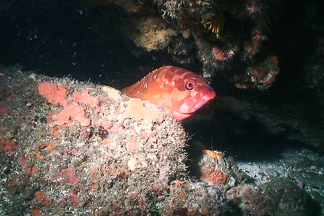 魚探に単体魚が映らなくてもこの画像のように岩の下に入っているような場合もあるので海底底質や地形からポイントを見つけ出すことも可能です