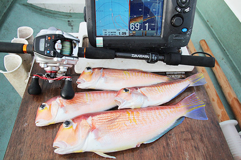 釣果写真：冬を彩る人気ターゲットのアマダイは釣ってよし、食べてよしの良いことづくめ
