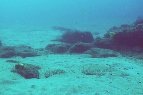 水中画像：砂泥地に高さ1メートルほどの岩礁が写っており、魚探で探知した場所と同じような水中景観です