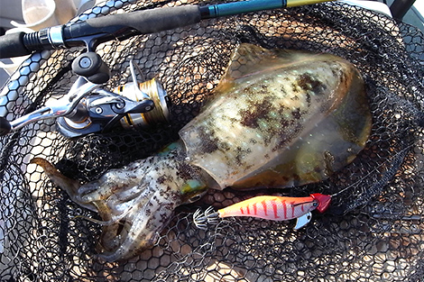 魚が掛かったのか?と思えるほど強い引きのアオリイカ。食味の方も最高です