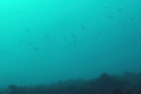海面から５メートルほどのタナに１キロ級のアオリイカが多数泳いでいました