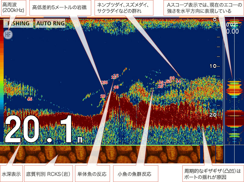 アオリイカ：魚探画像