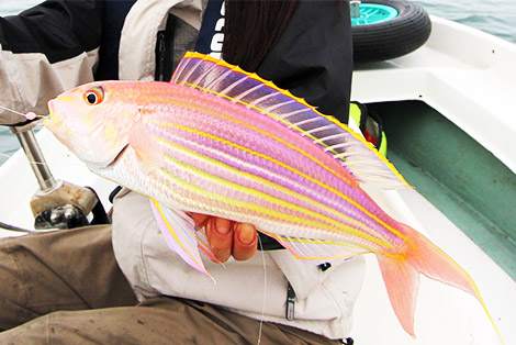 釣果写真：イトヨリダイは見た目も美しく、身はクセや臭みがなく、とても上品で美味しい高級魚の一つです