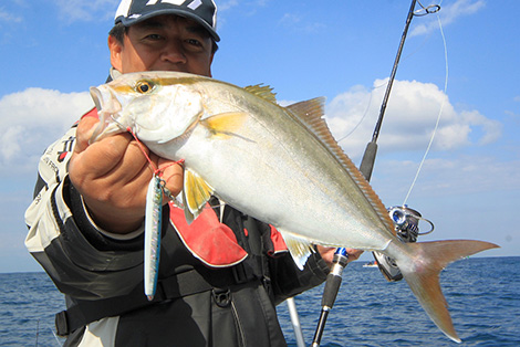 カンパチを追う Vol 1 魚種ごとの反応 Furuno Style 魚探を使った釣りの楽しみ方