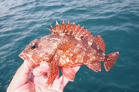 カサゴを追う vol.5 釣果写真