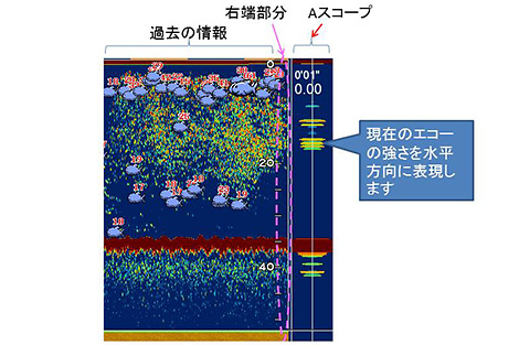 カタクチイワシを追う vol.1 水中画像