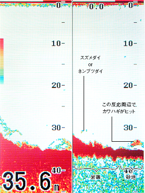 カワハギを追う