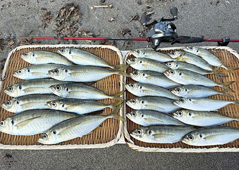 マアジを追う vol.13 釣果写真