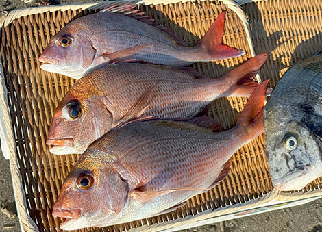 マダイを追う vol.18 釣果写真