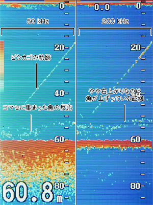 マダイを追う Vol 3 魚種ごとの反応 Furuno Style 魚探を使った釣りの楽しみ方