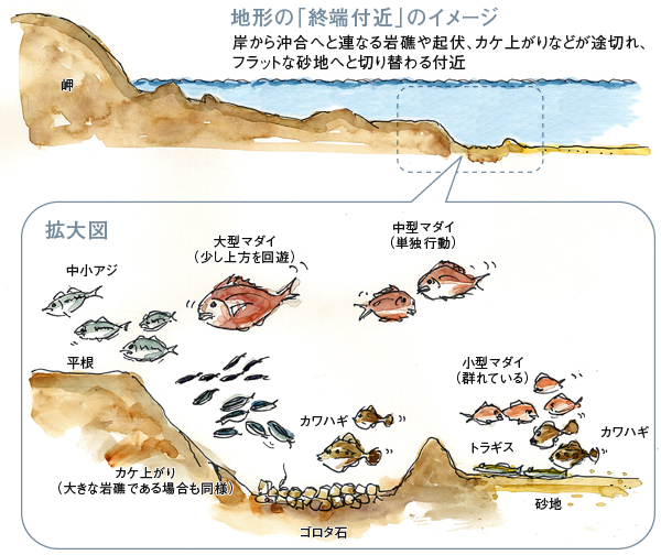 マダイを追う Vol 4 魚種ごとの反応 Furuno Style 魚探を使った釣りの楽しみ方