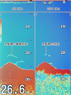 マダイを追う Vol 4 魚種ごとの反応 Furuno Style 魚探を使った釣りの楽しみ方