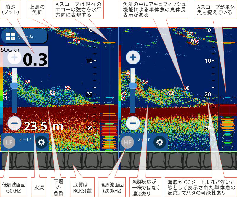 マハタを追う vol.4 魚探映像