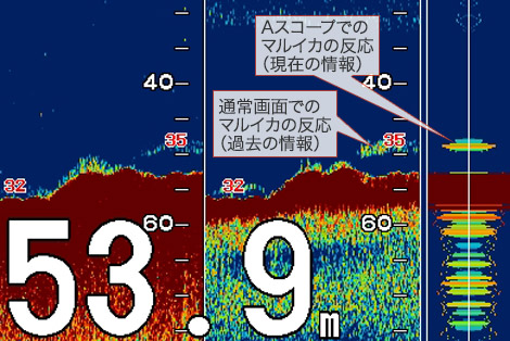 マルイカを追う vol.4 釣果画像