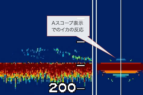 ヤリイカを追う vol.3 